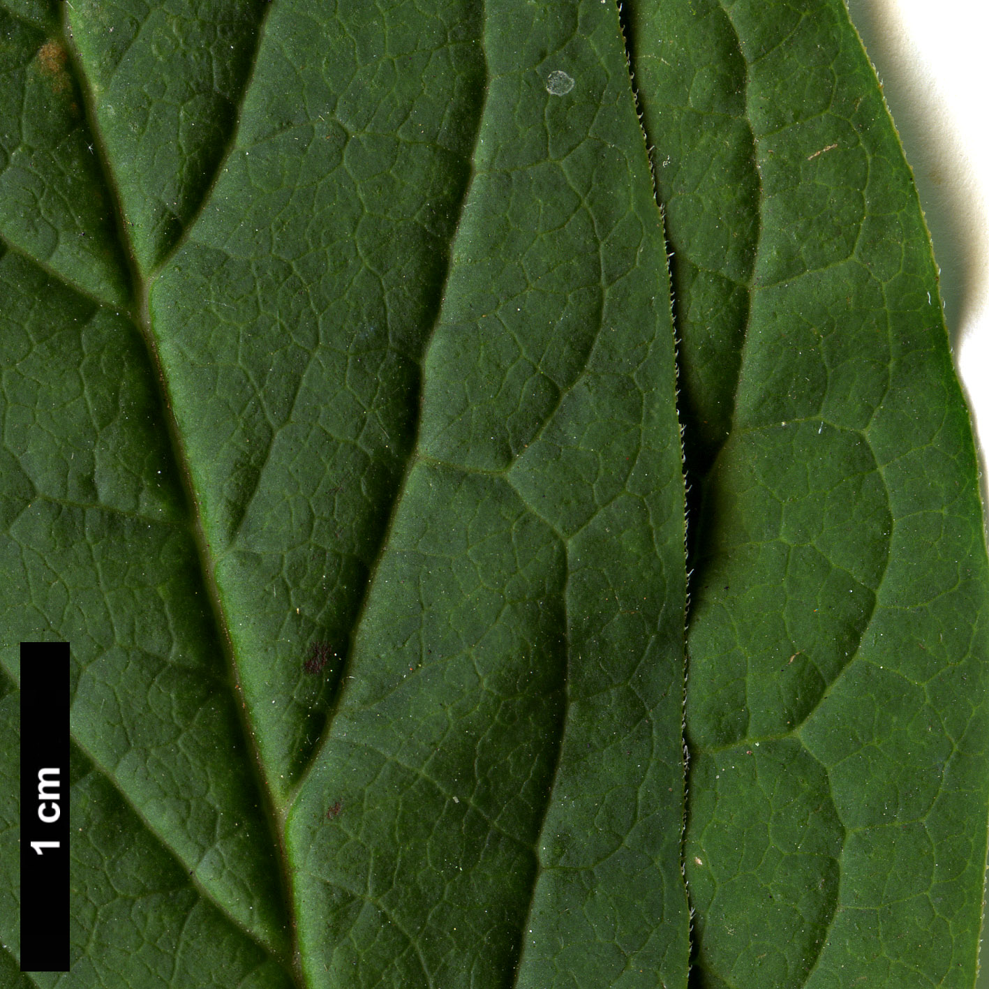 High resolution image: Family: Oleaceae - Genus: Syringa - Taxon: ×prestoniae - SpeciesSub: 'Audrey' (S.reflexa × S.villosa)